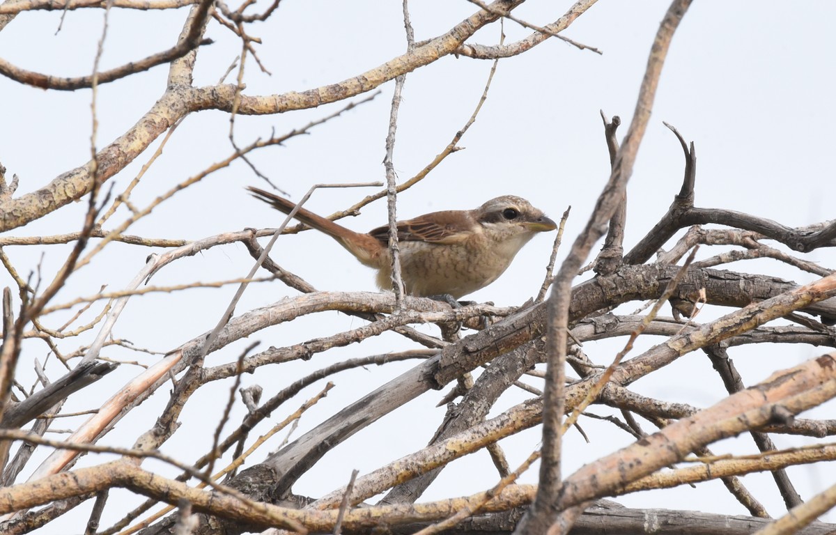 Brown Shrike - ML170940631