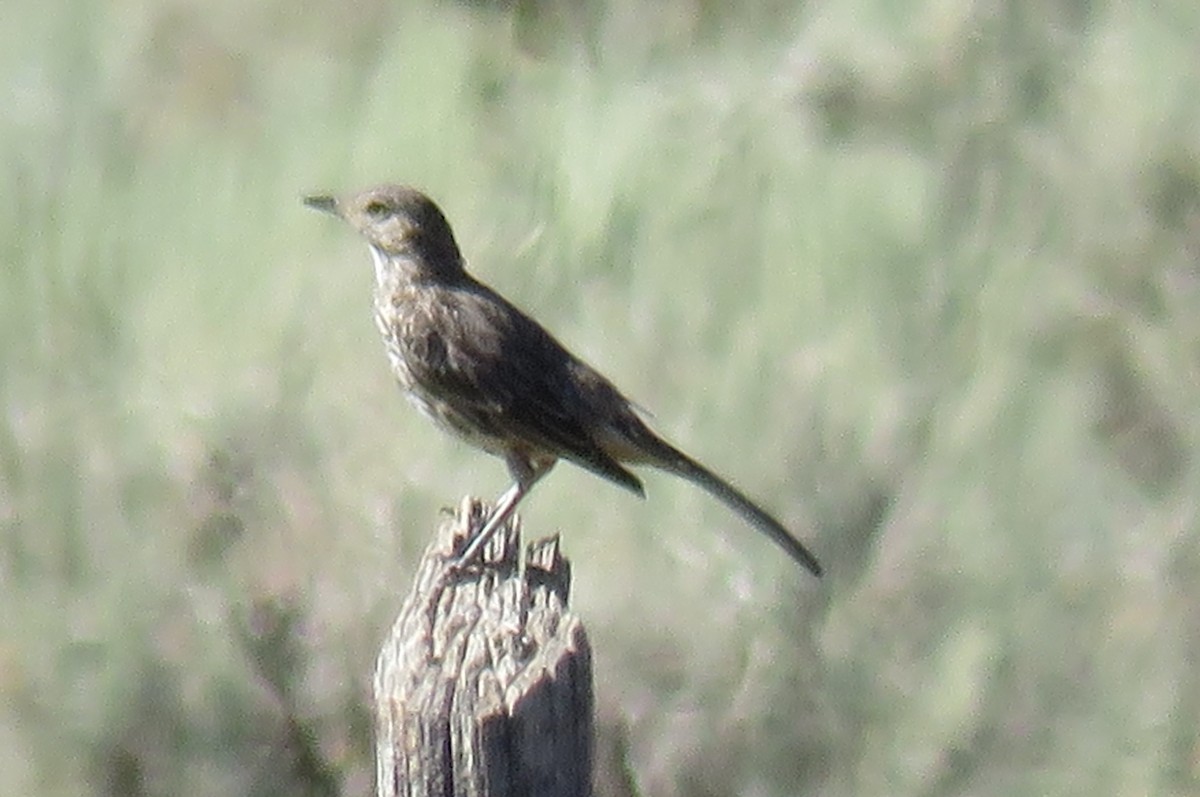 Sage Thrasher - ML170940671