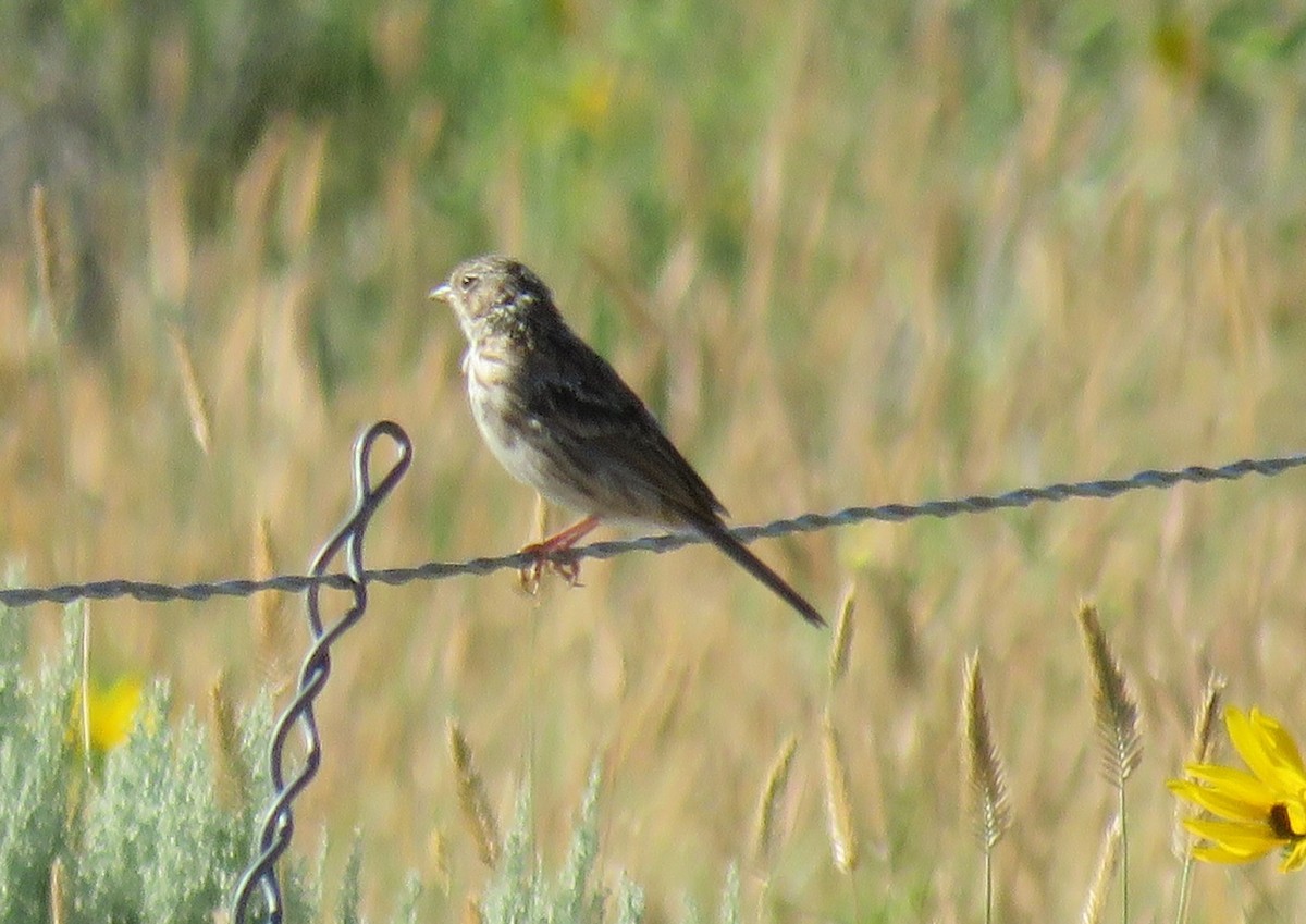 Savannah Sparrow - ML170941431