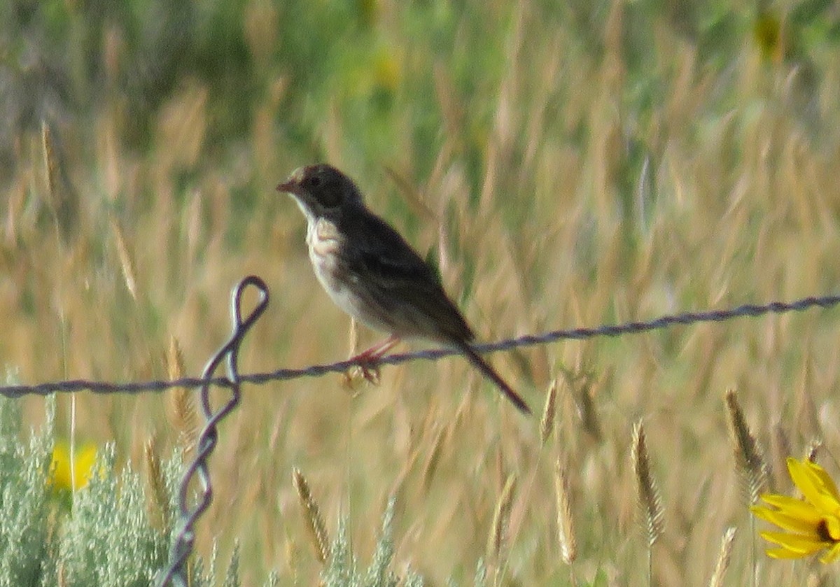 Savannah Sparrow - ML170941461