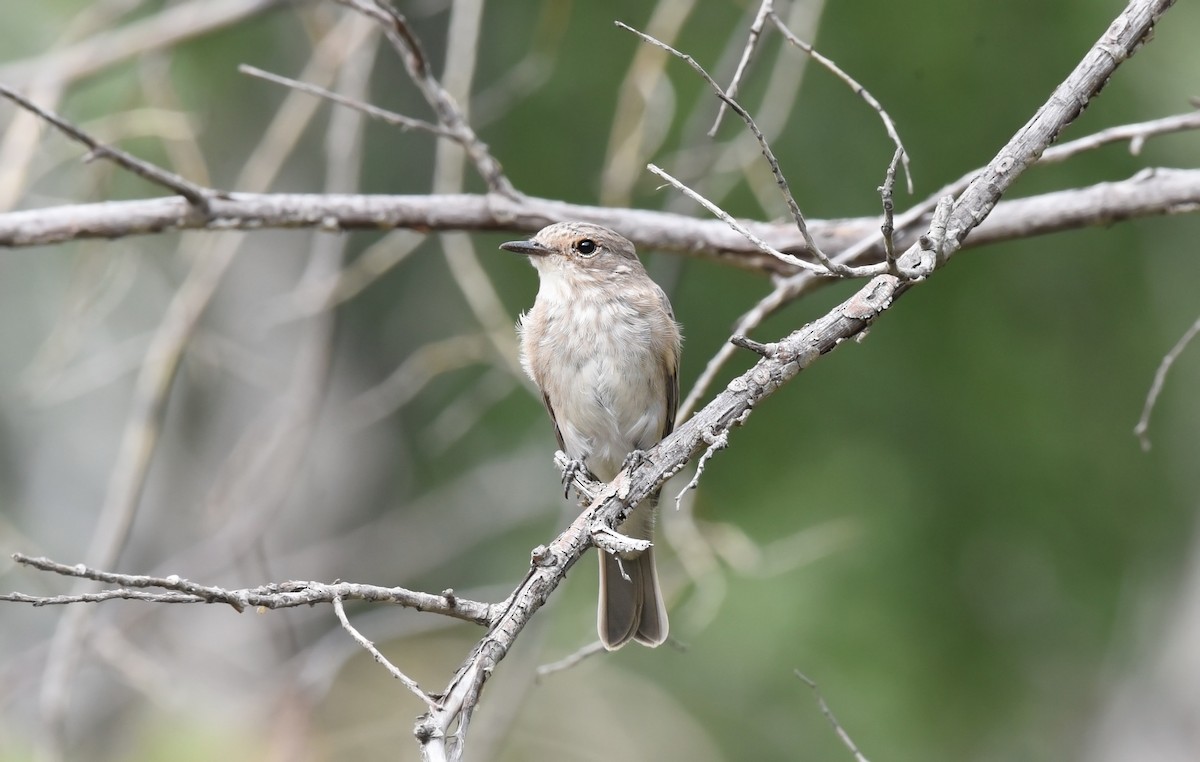 Spotted Flycatcher - ML170941621