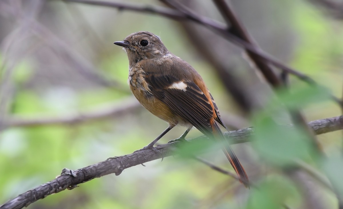 Daurian Redstart - Григорий Хасанов