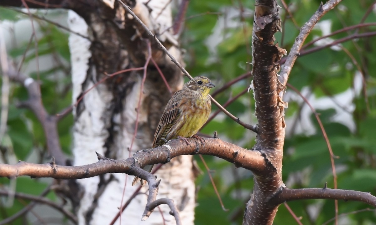 Yellowhammer - ML170942731