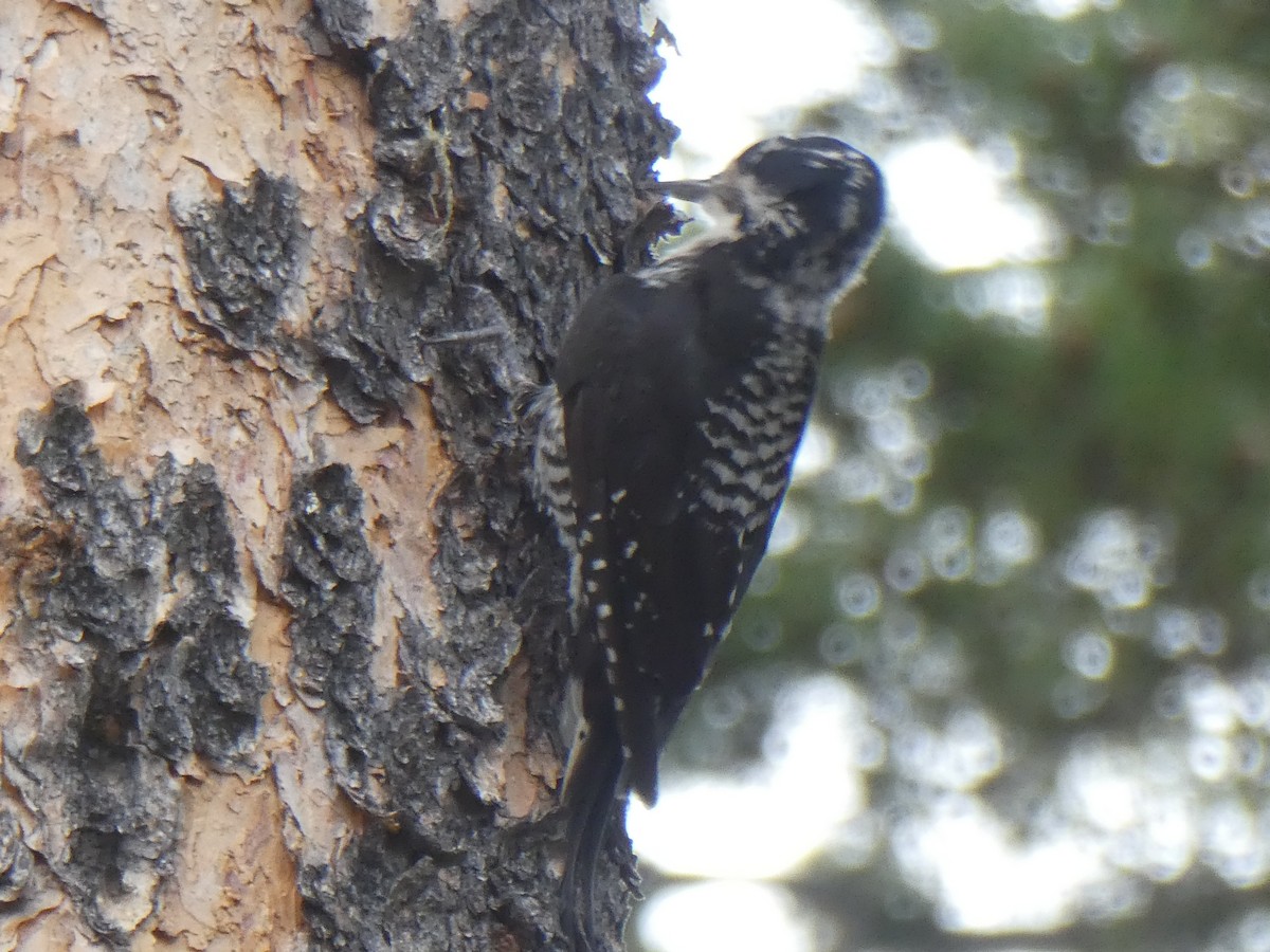 American Three-toed Woodpecker - ML170944851