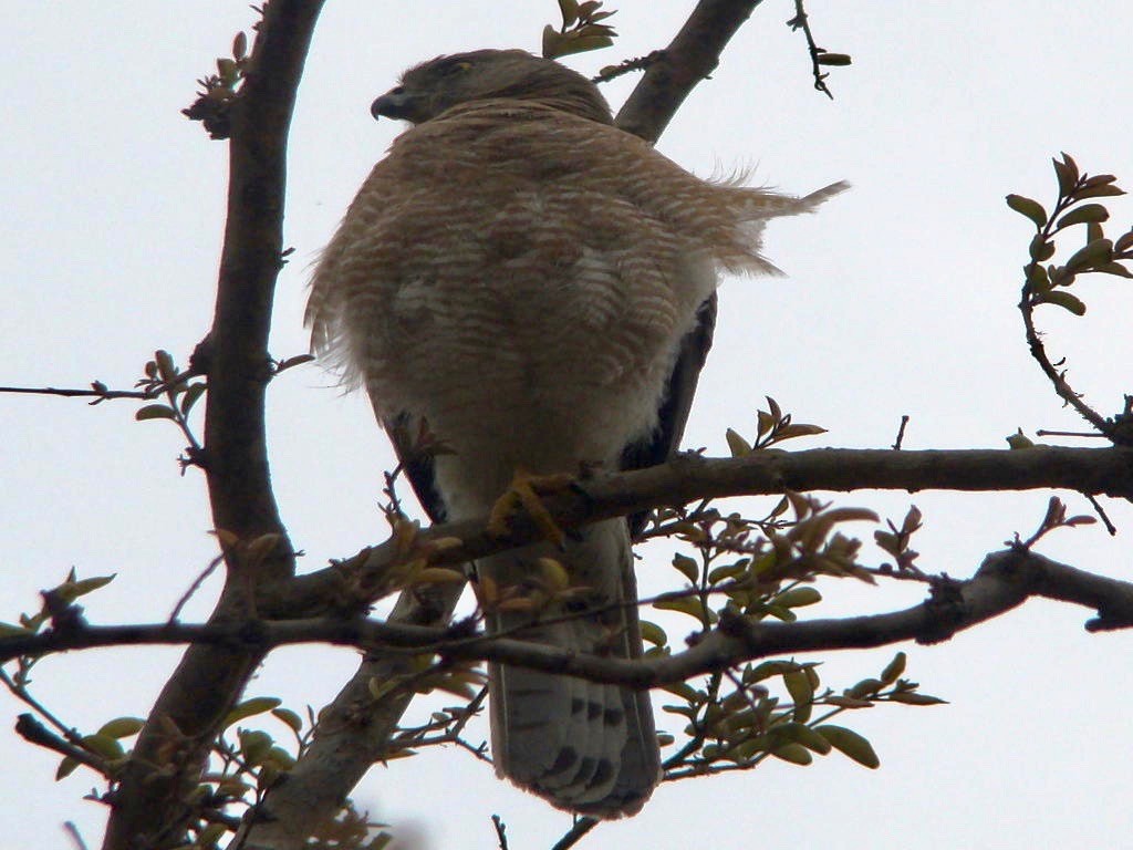 Shikra - Ains Priestman