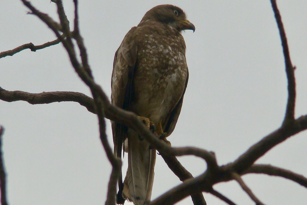 White-eyed Buzzard - ML170945791