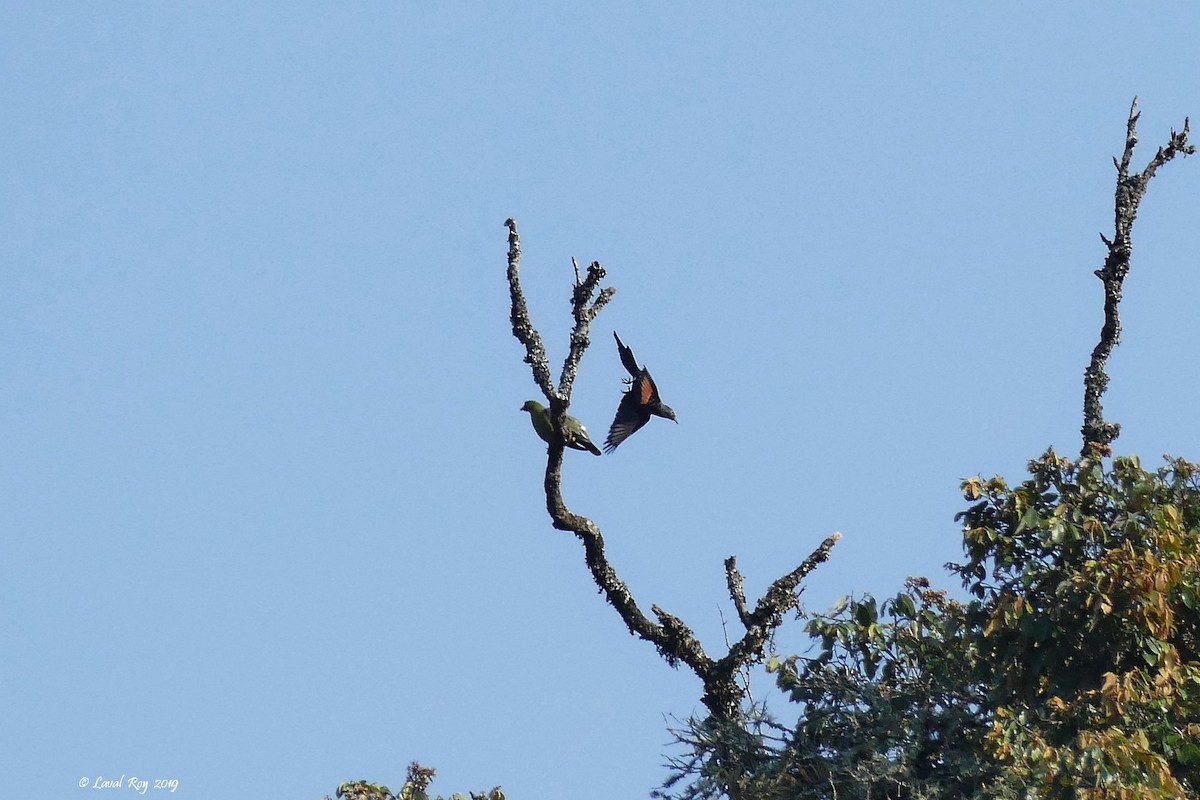 Slender-billed Starling - Laval Roy