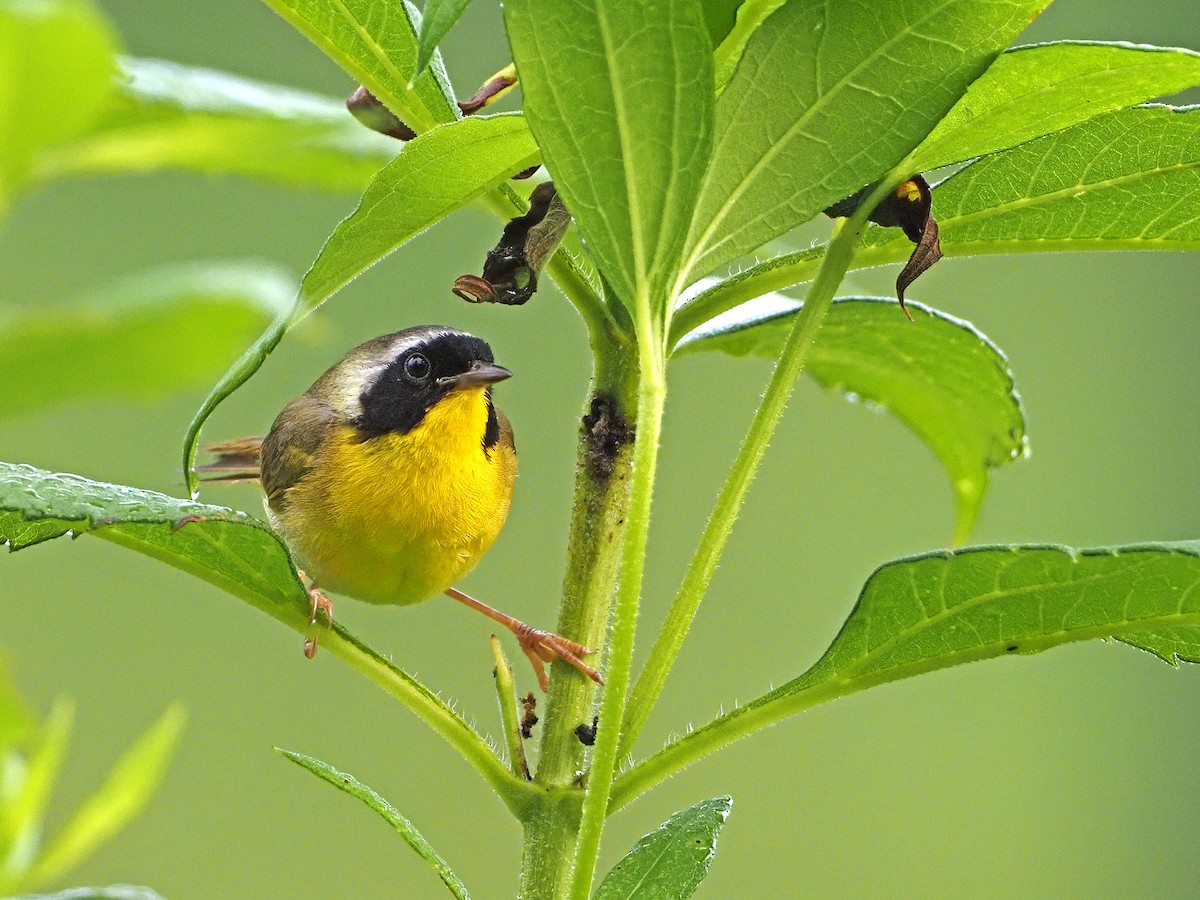 Common Yellowthroat - Gary Mueller