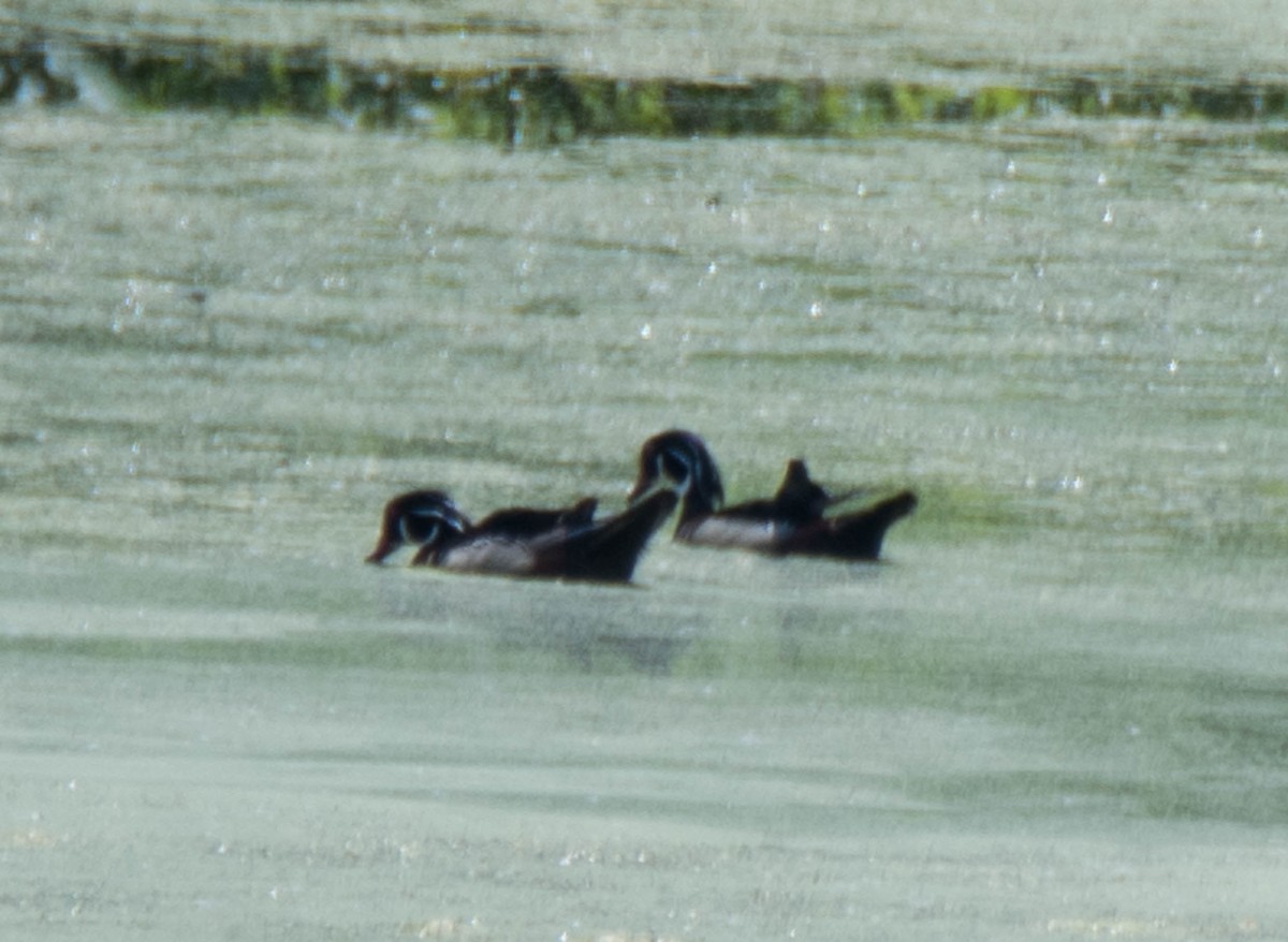 Wood Duck - ML170947291