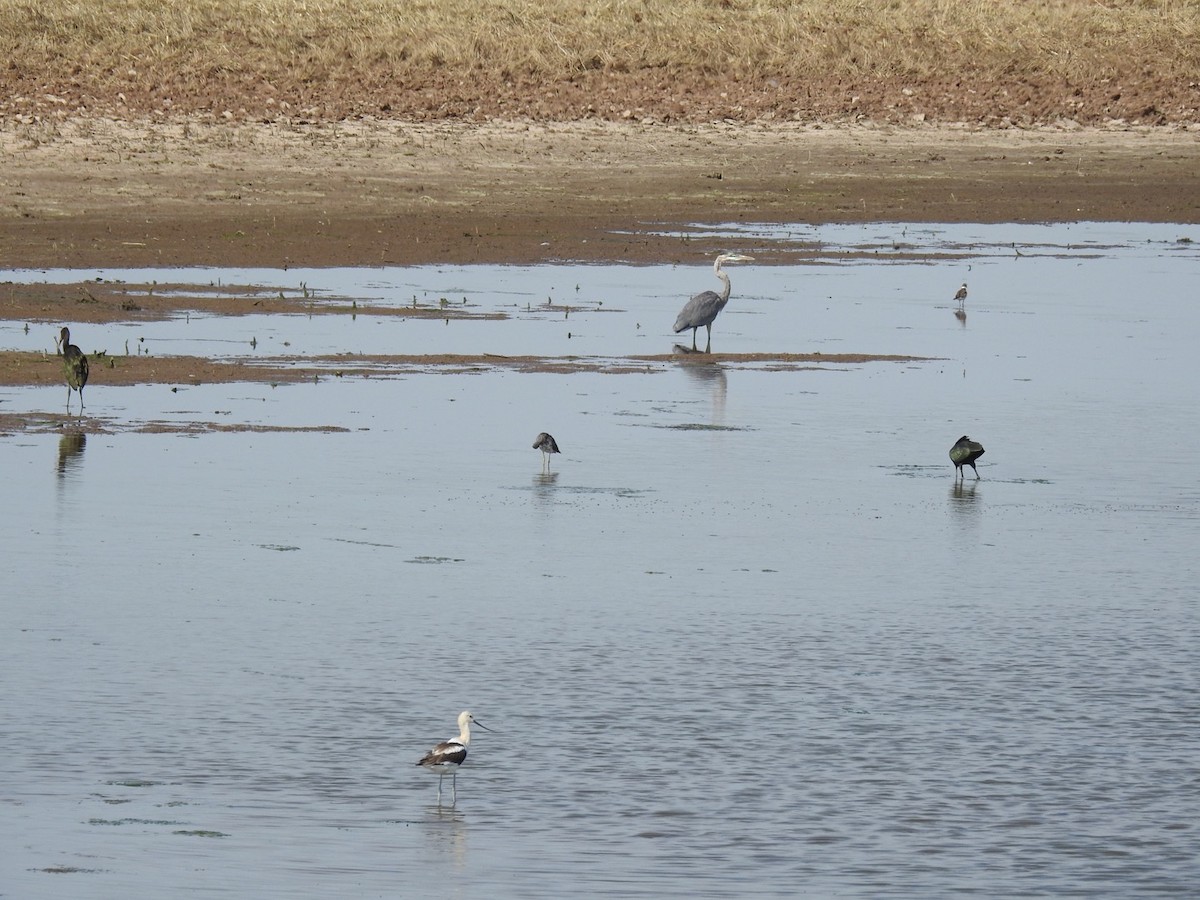 White-faced Ibis - ML170952291