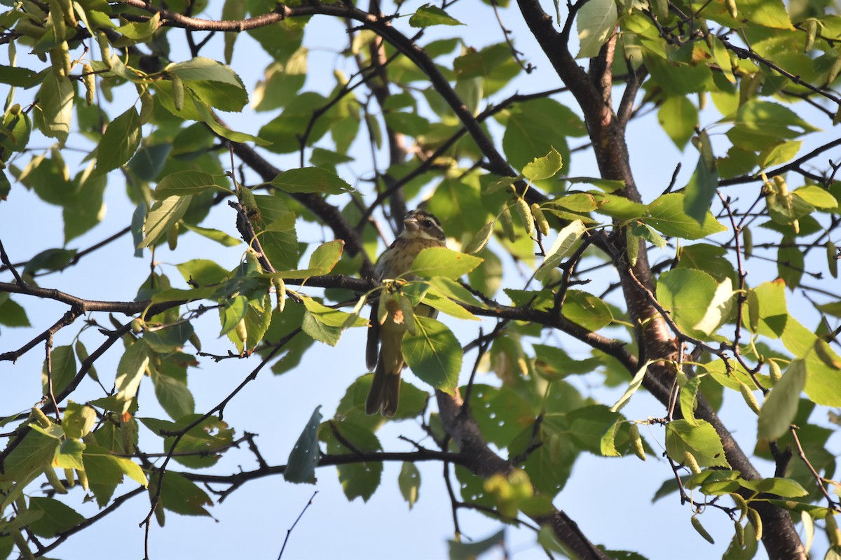 Rose-breasted Grosbeak - ML170953041