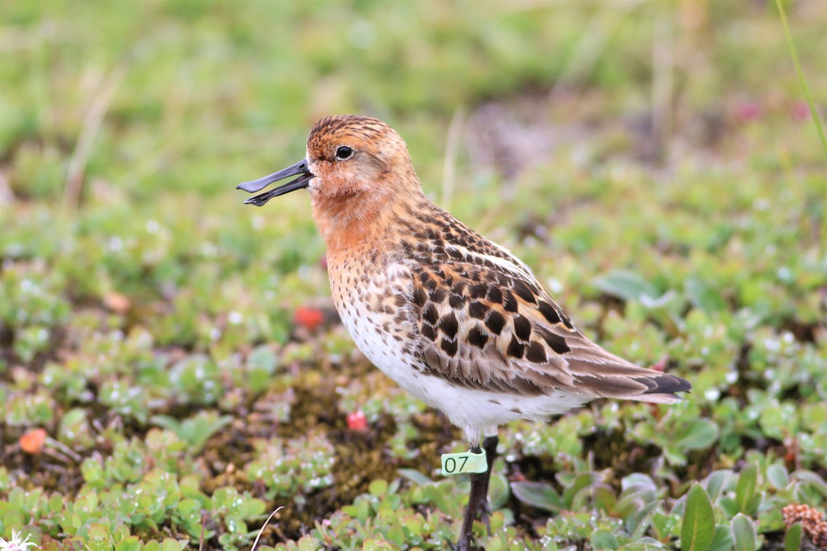 Spoon-billed Sandpiper - Wyatt Egelhoff