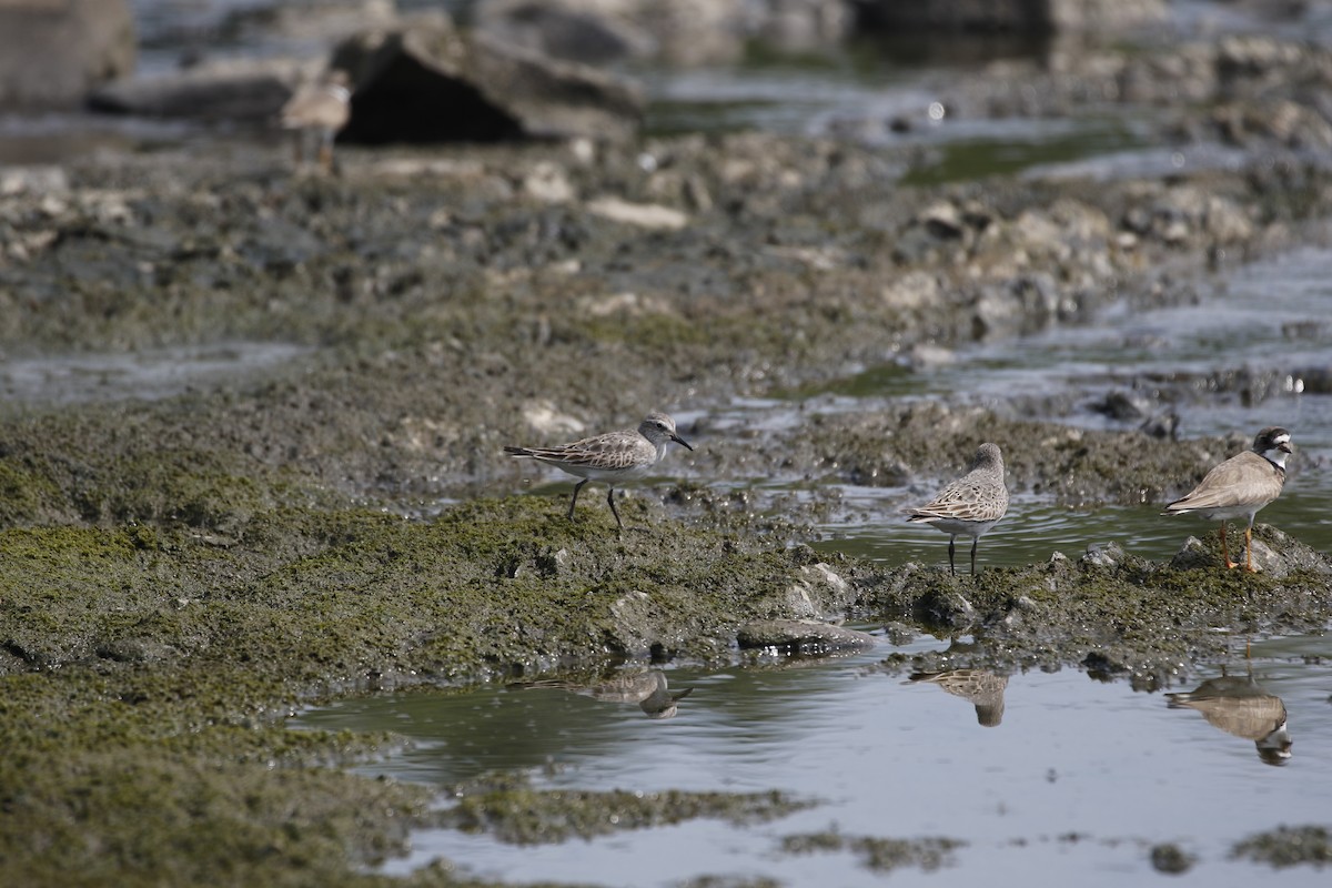 Weißbürzel-Strandläufer - ML170954561