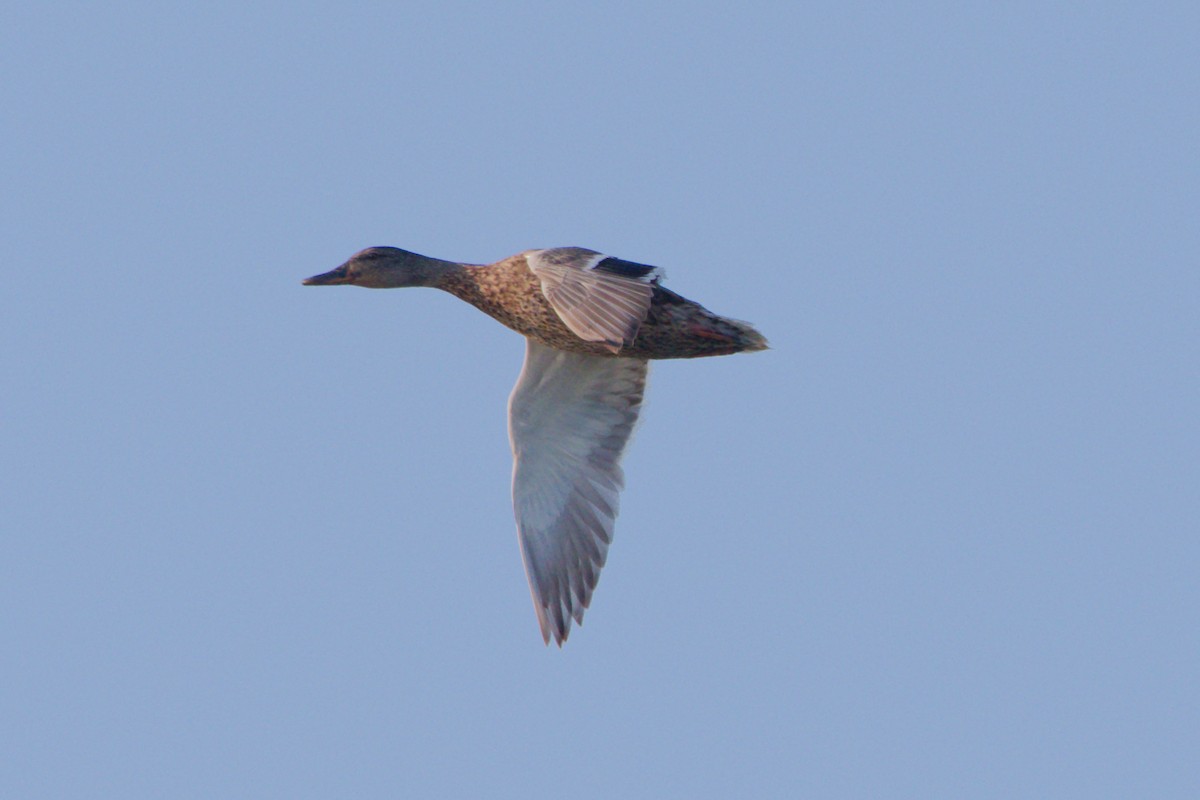 Mallard - ML170954771