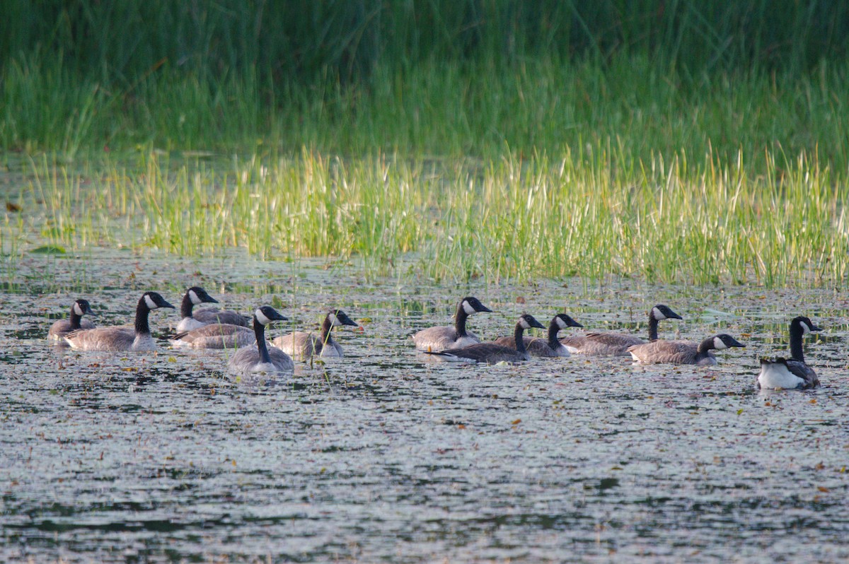 Canada Goose - George Ross