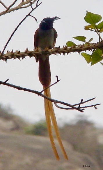 Indian Paradise-Flycatcher - ML170954881