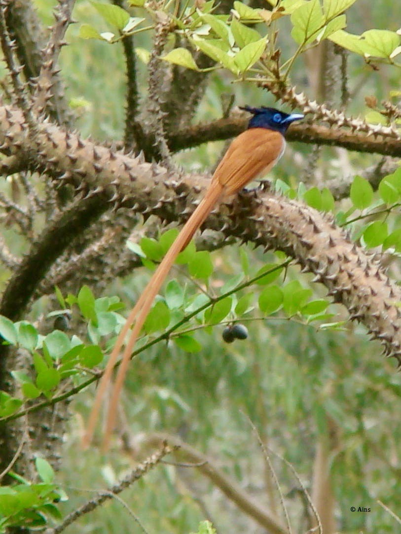 Indian Paradise-Flycatcher - ML170954891