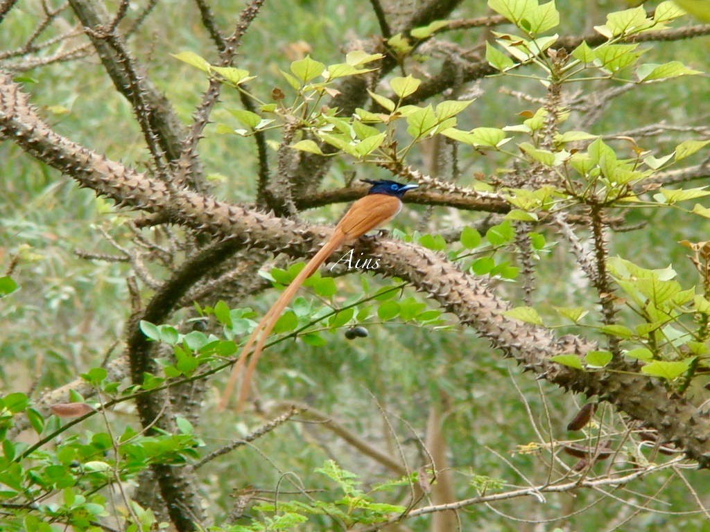 Indian Paradise-Flycatcher - ML170954901