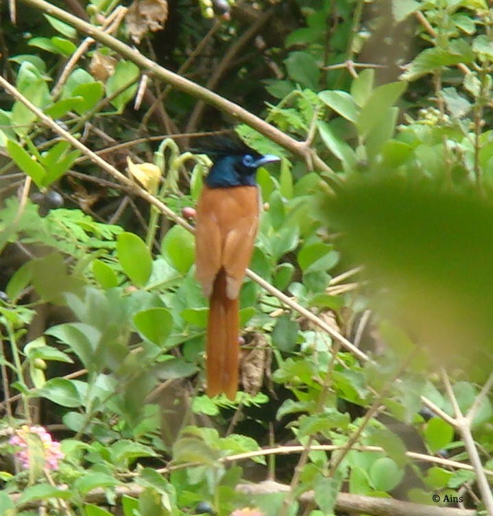 Indian Paradise-Flycatcher - ML170954911