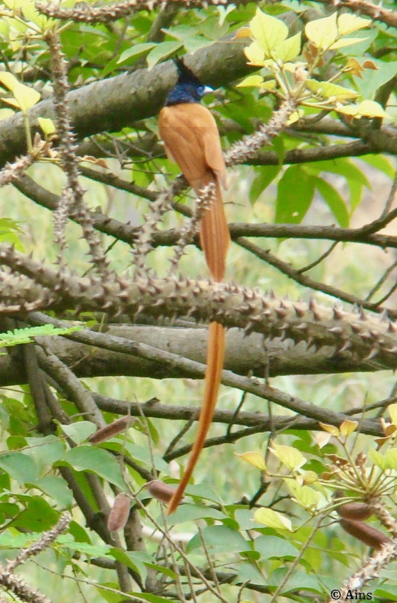 Indian Paradise-Flycatcher - ML170954921