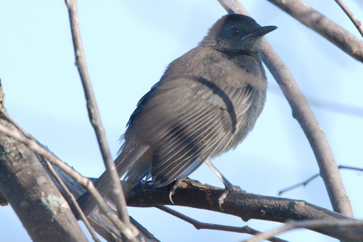 Gray Catbird - ML170955051