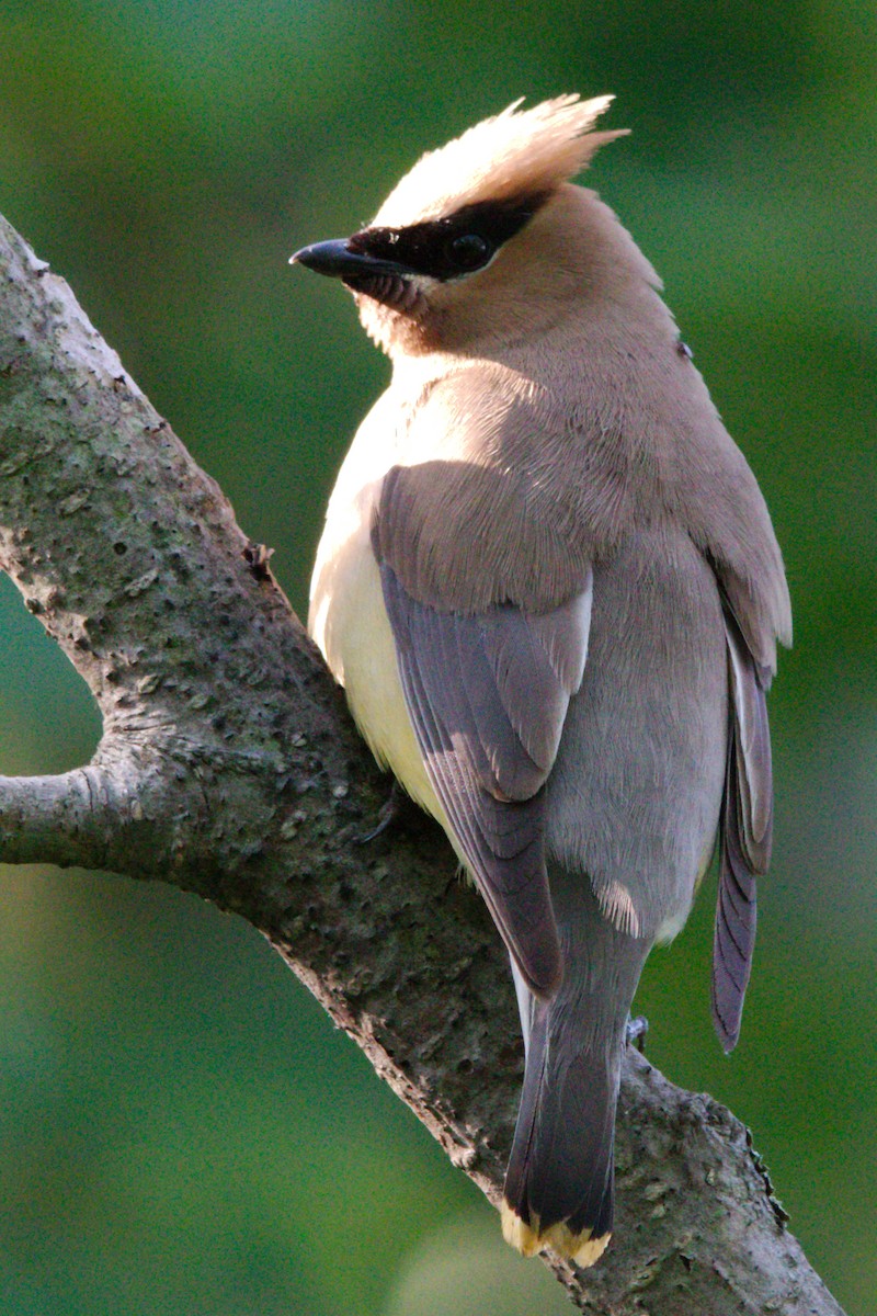 Cedar Waxwing - George Ross