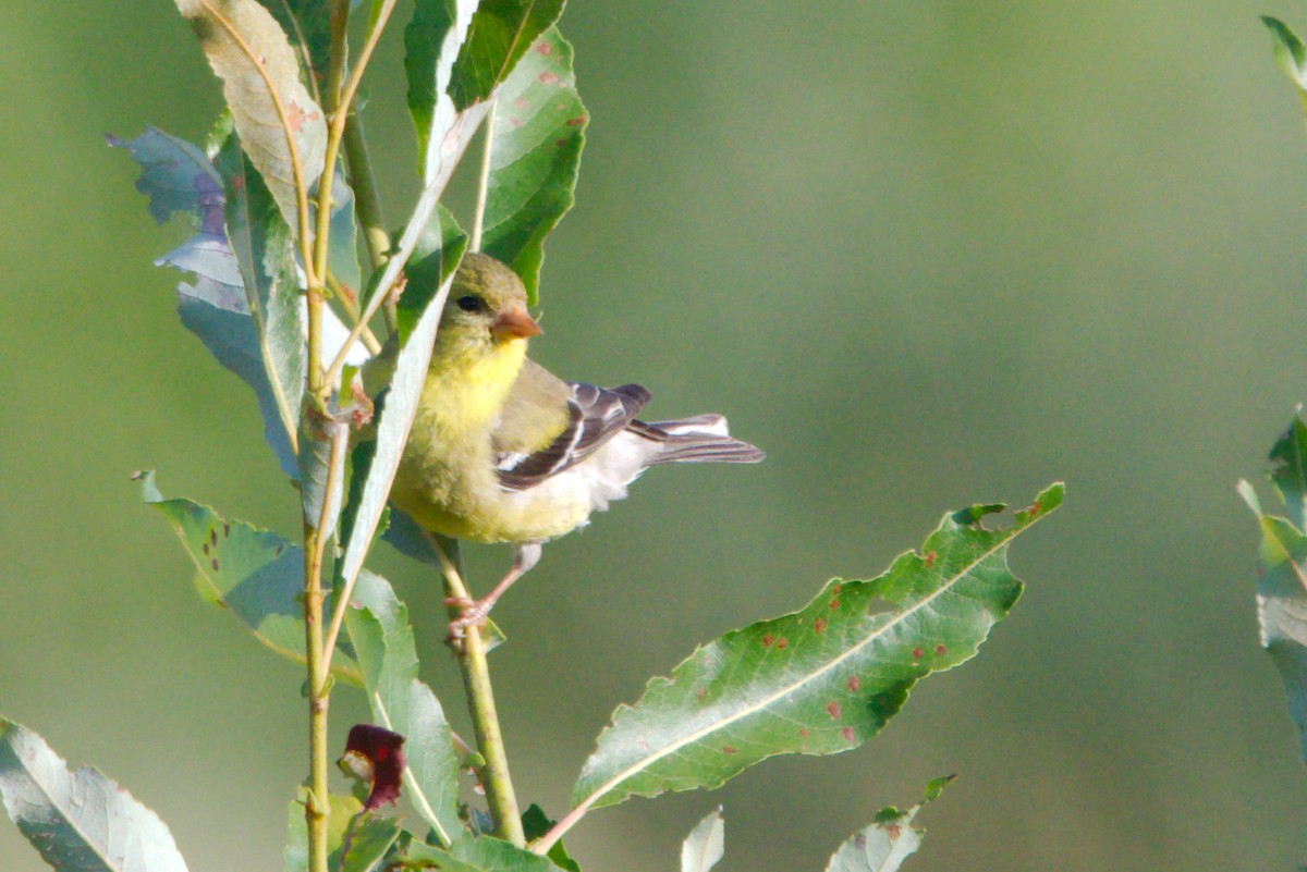 American Goldfinch - ML170955361