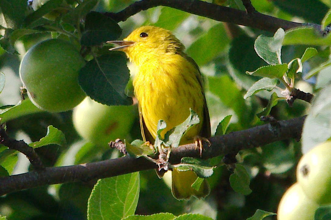 Yellow Warbler - ML170955791