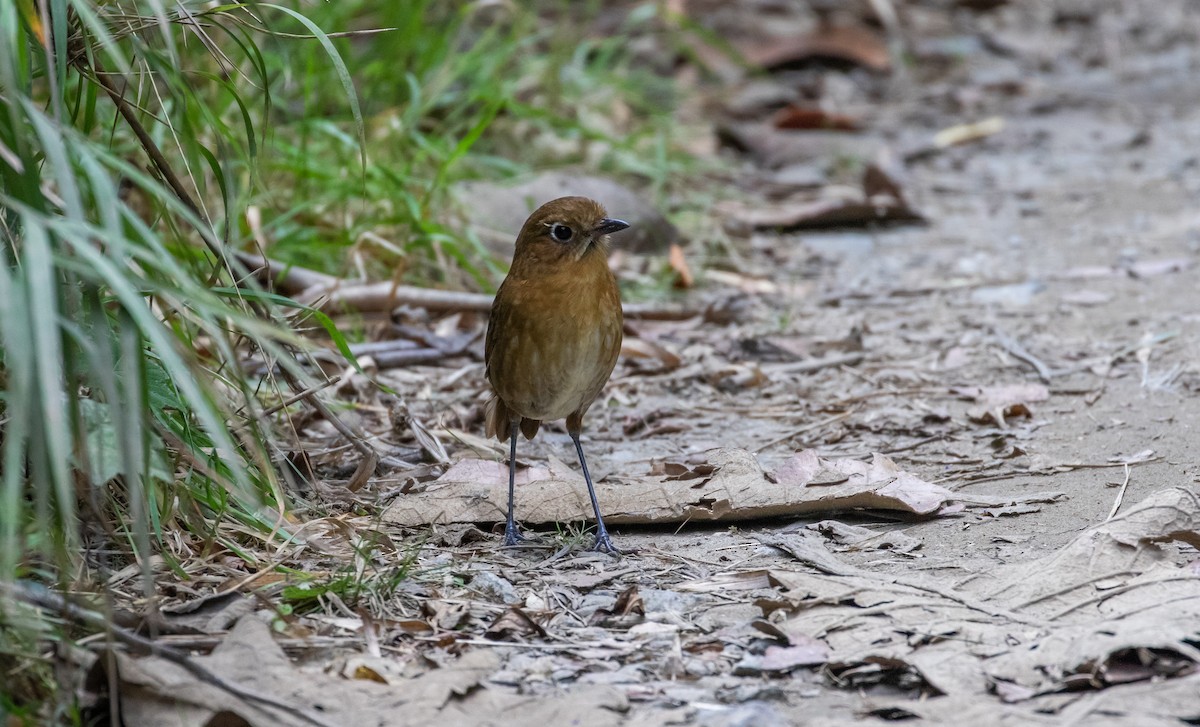 Sierra Nevada Antpitta - Cullen Hanks