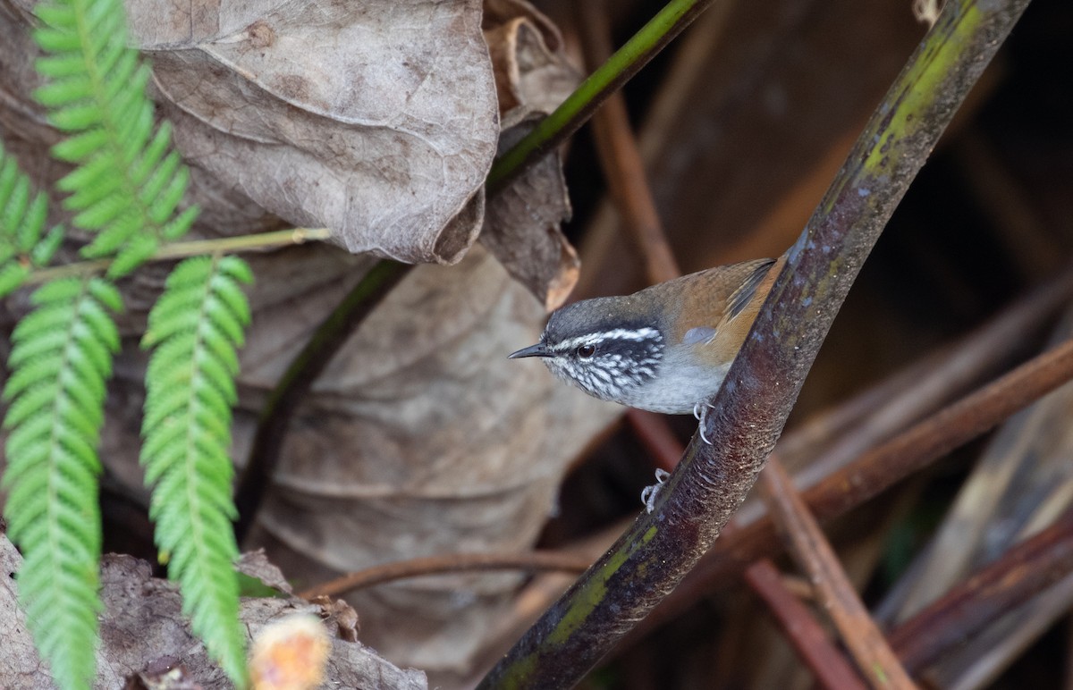 Hermit Wood-Wren - ML170956951