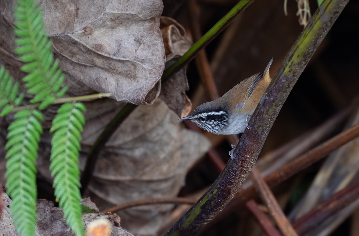 Hermit Wood-Wren - ML170956961