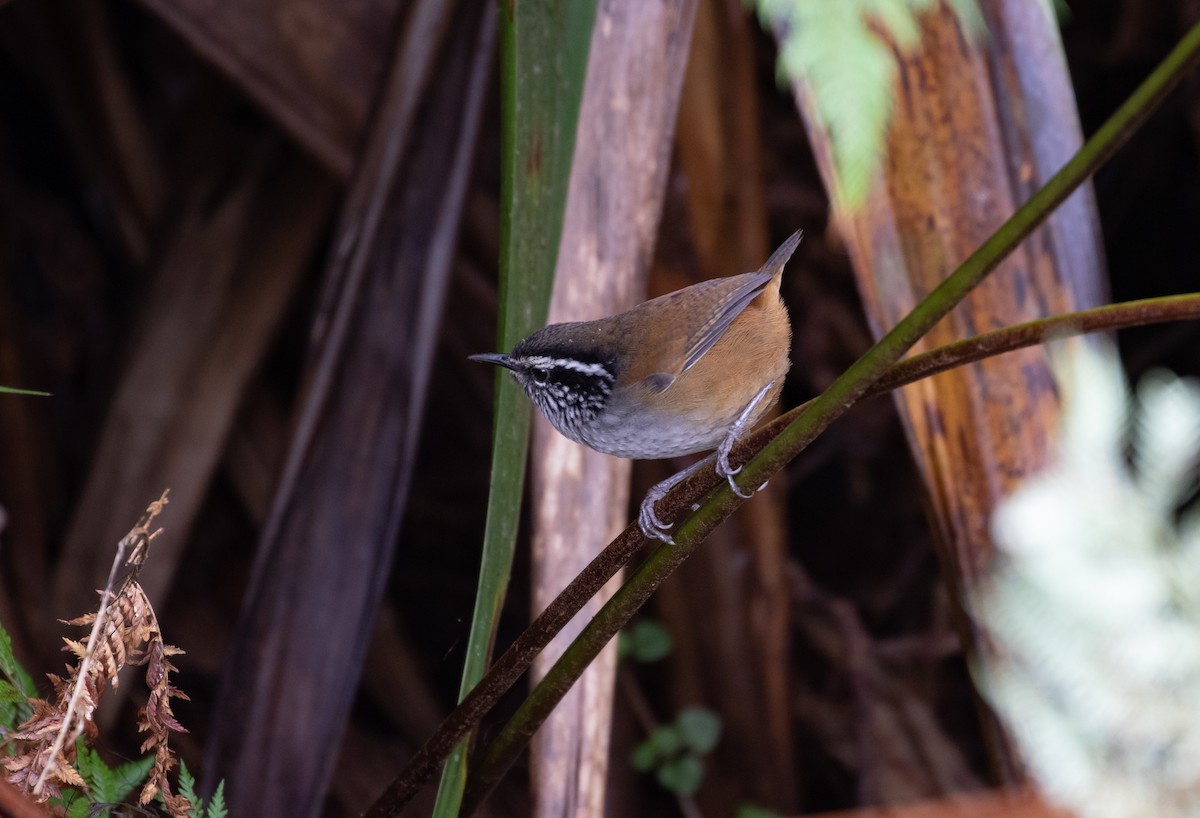 Hermit Wood-Wren - ML170956971