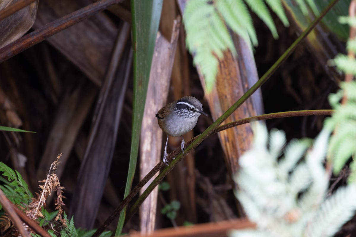 Hermit Wood-Wren - ML170957011