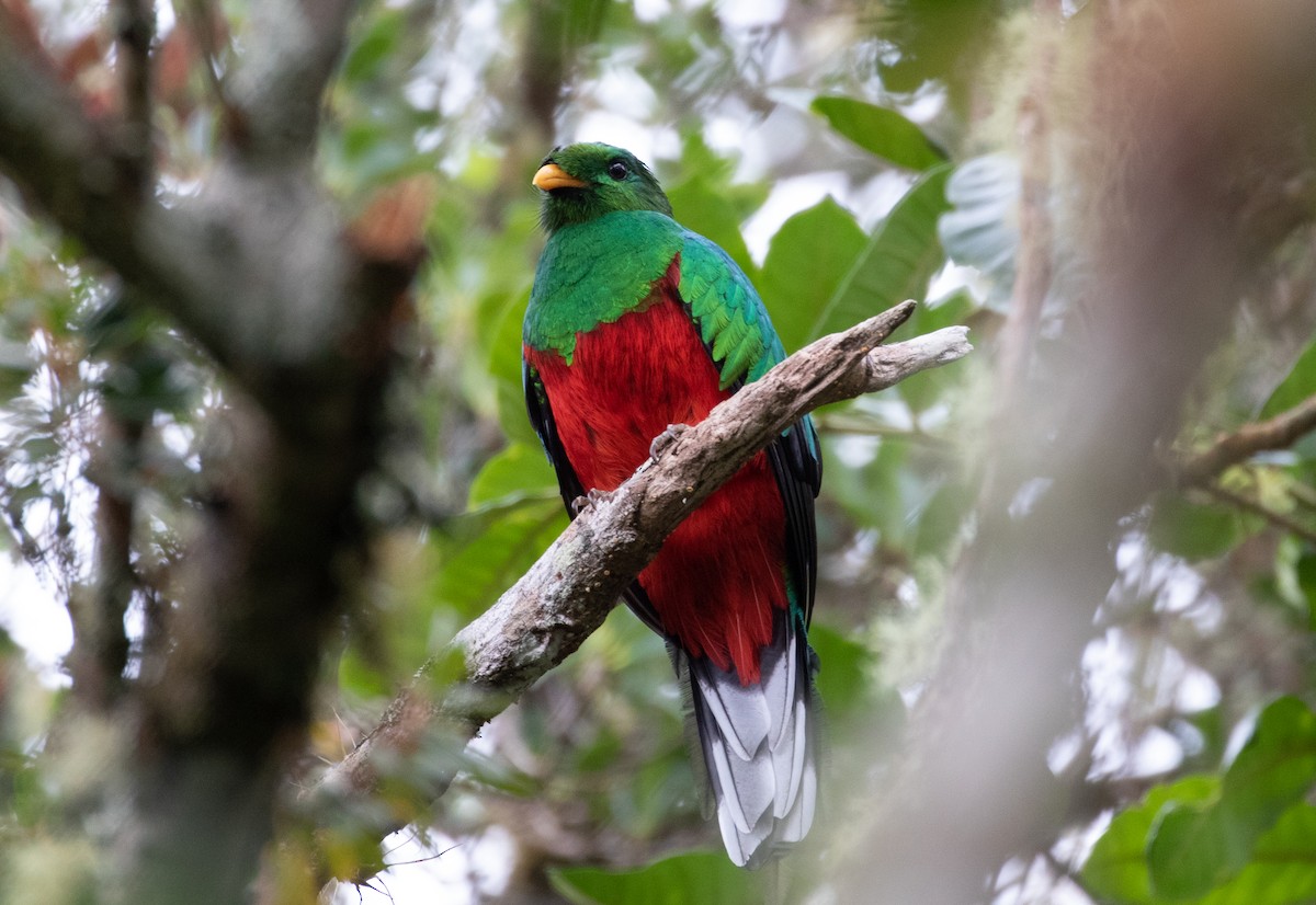 White-tipped Quetzal - ML170957051