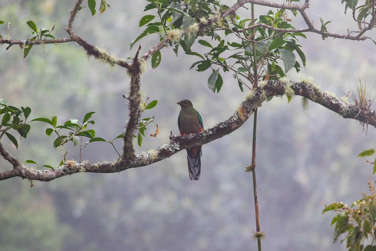 White-tipped Quetzal - Cullen Hanks