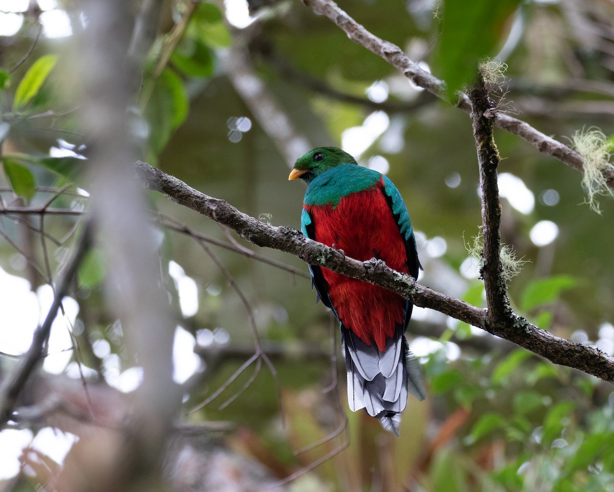 White-tipped Quetzal - ML170957111