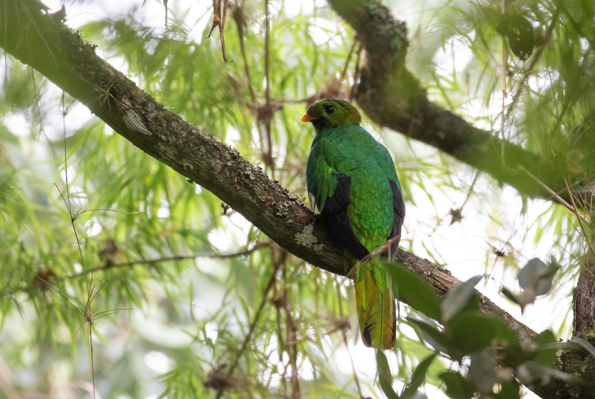 White-tipped Quetzal - ML170957141