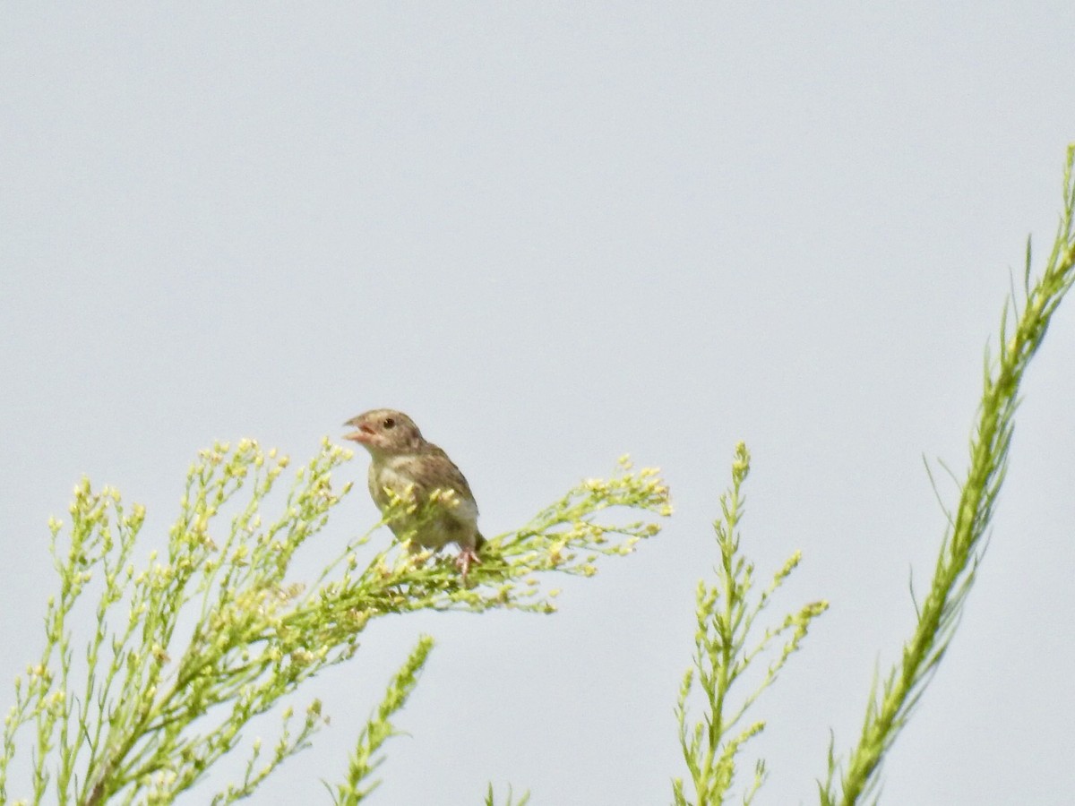 Cassin's Sparrow - ML170958331