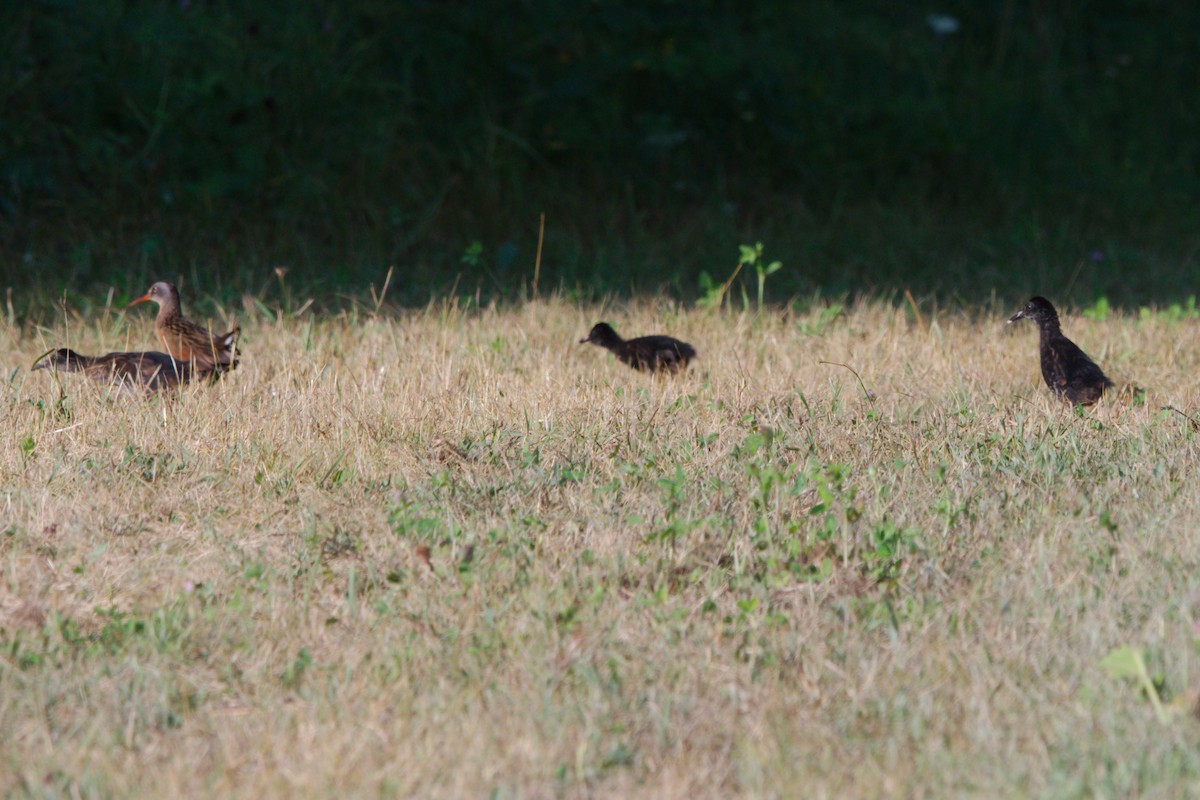 Virginia Rail - George Ross