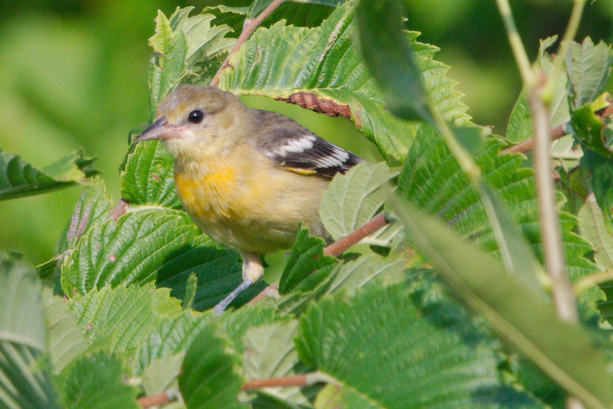 Baltimore Oriole - ML170961361