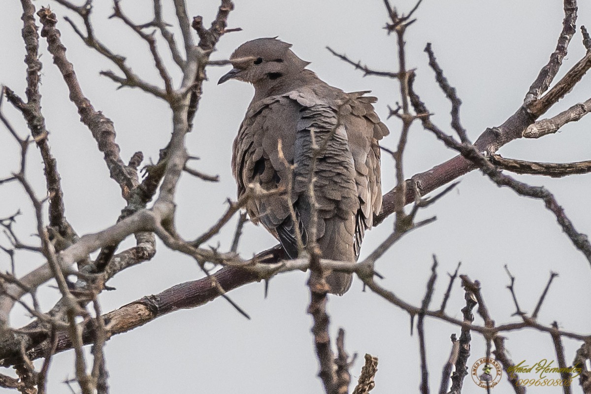 Eared Dove - Amed Hernández