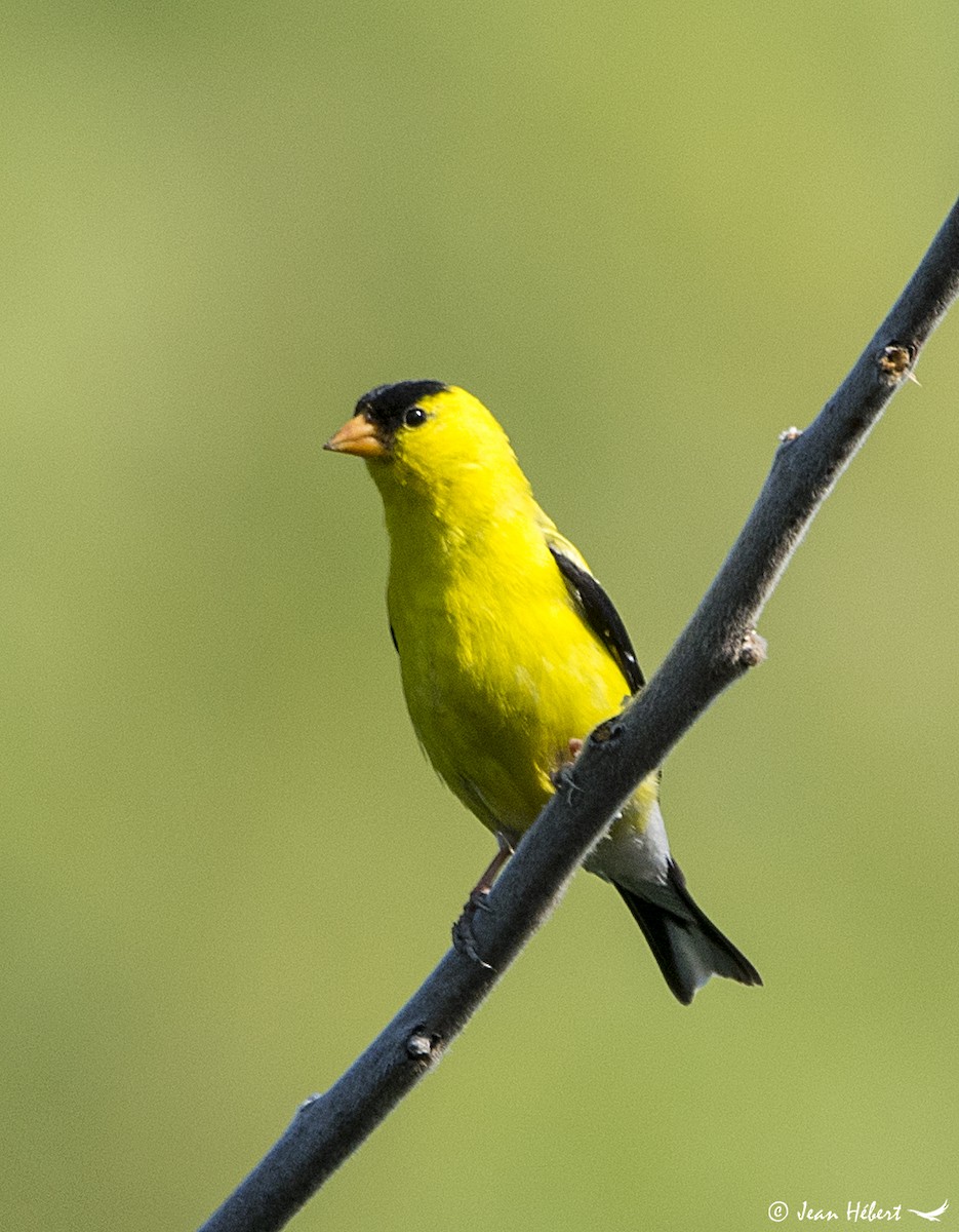 American Goldfinch - ML170963251