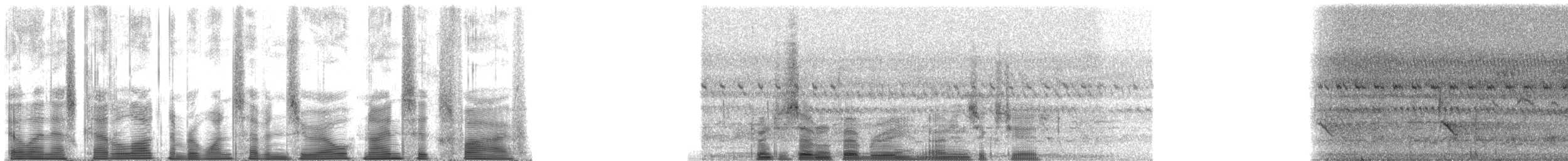 Leierschwanz-Honiganzeiger - ML170965