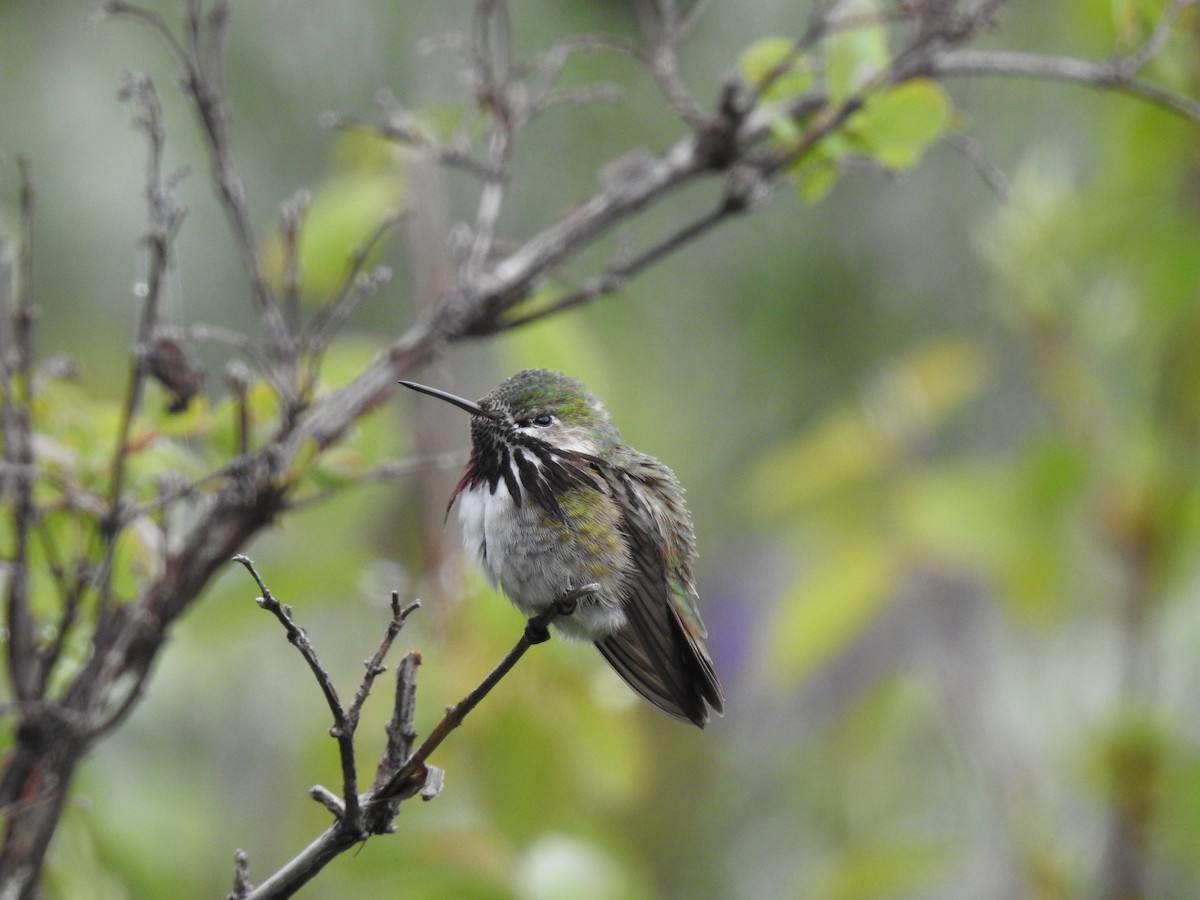 Calliope Hummingbird - ML170965701