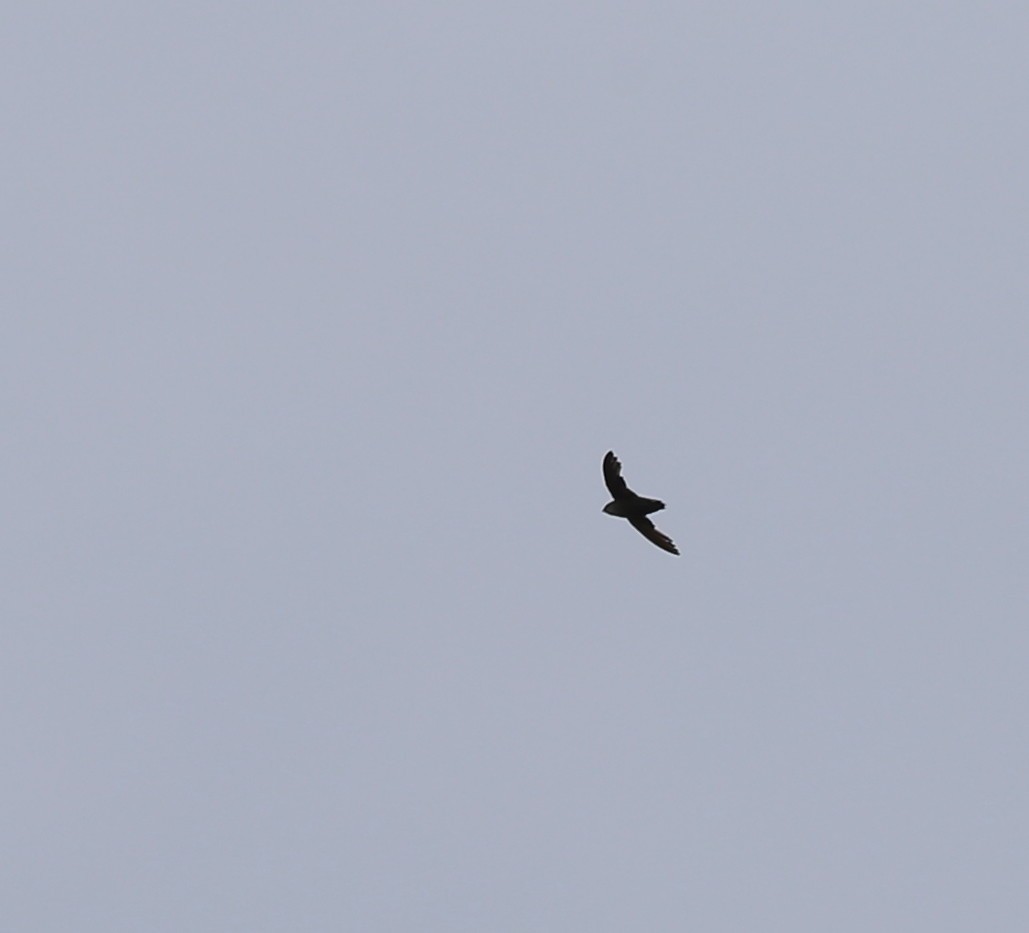 Chimney Swift - ML170966831