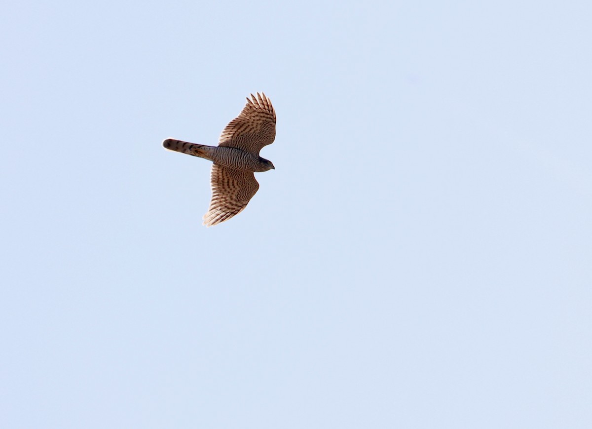 Eurasian Sparrowhawk - ML170967271