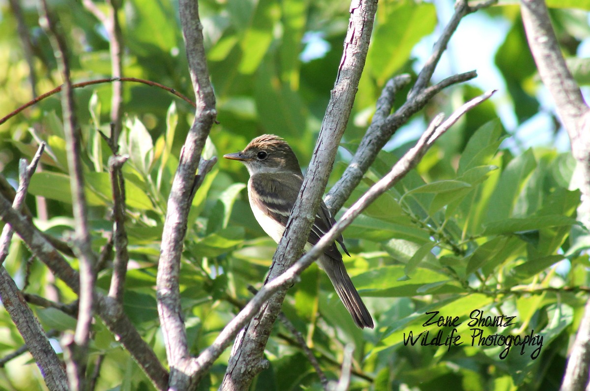 Alder Flycatcher - ML170967441