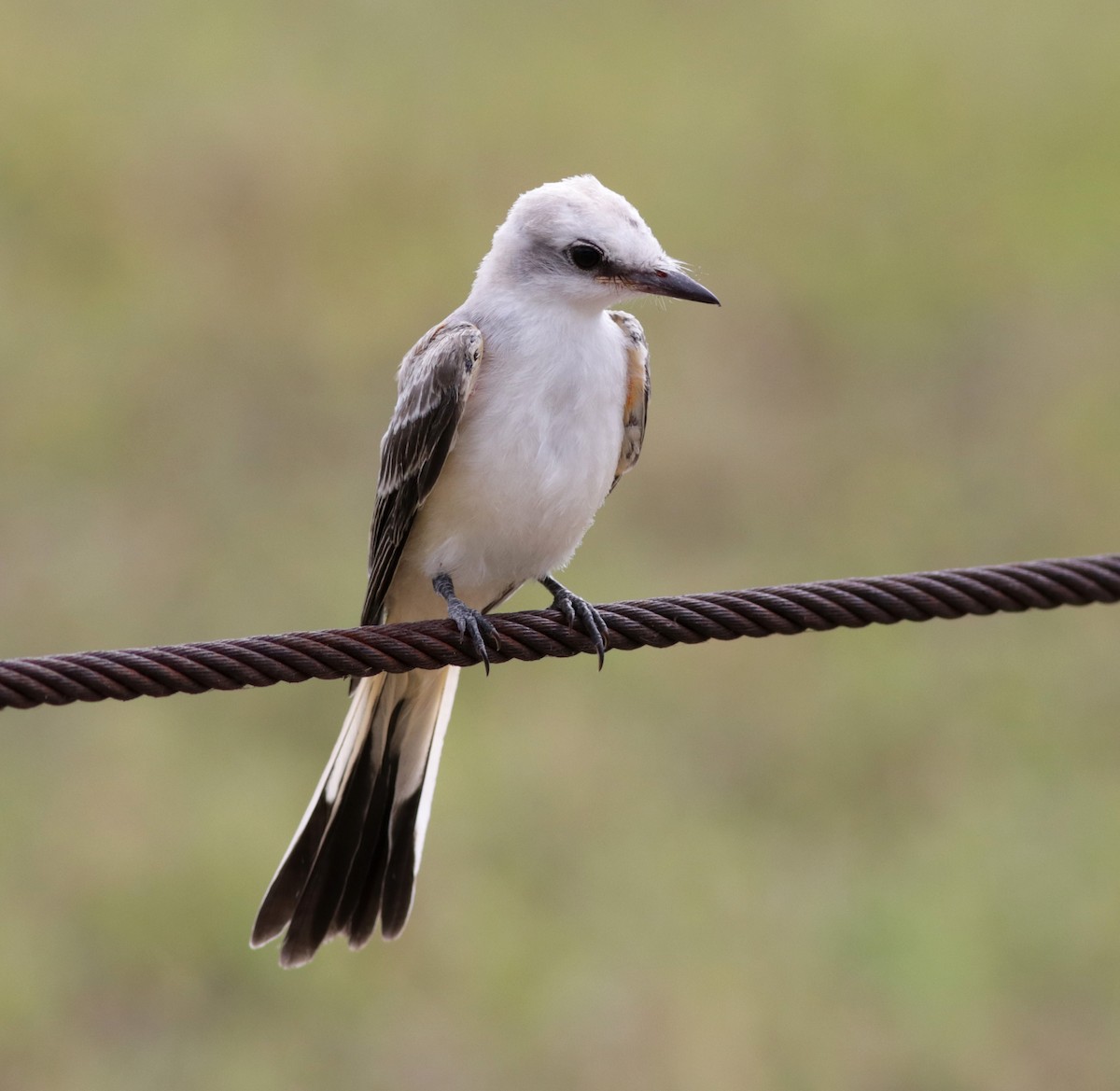 Scissor-tailed Flycatcher - ML170967951