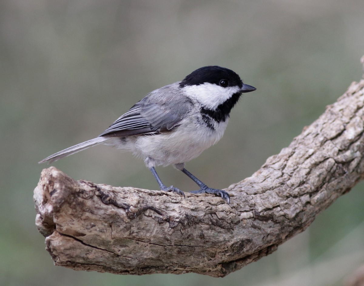 Mésange de Caroline - ML170967981