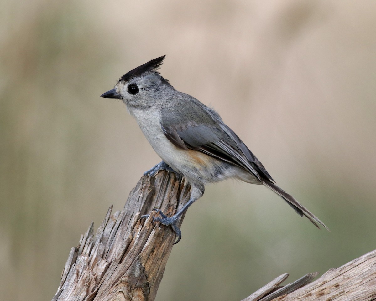 Black-crested Titmouse - Ann Mallard